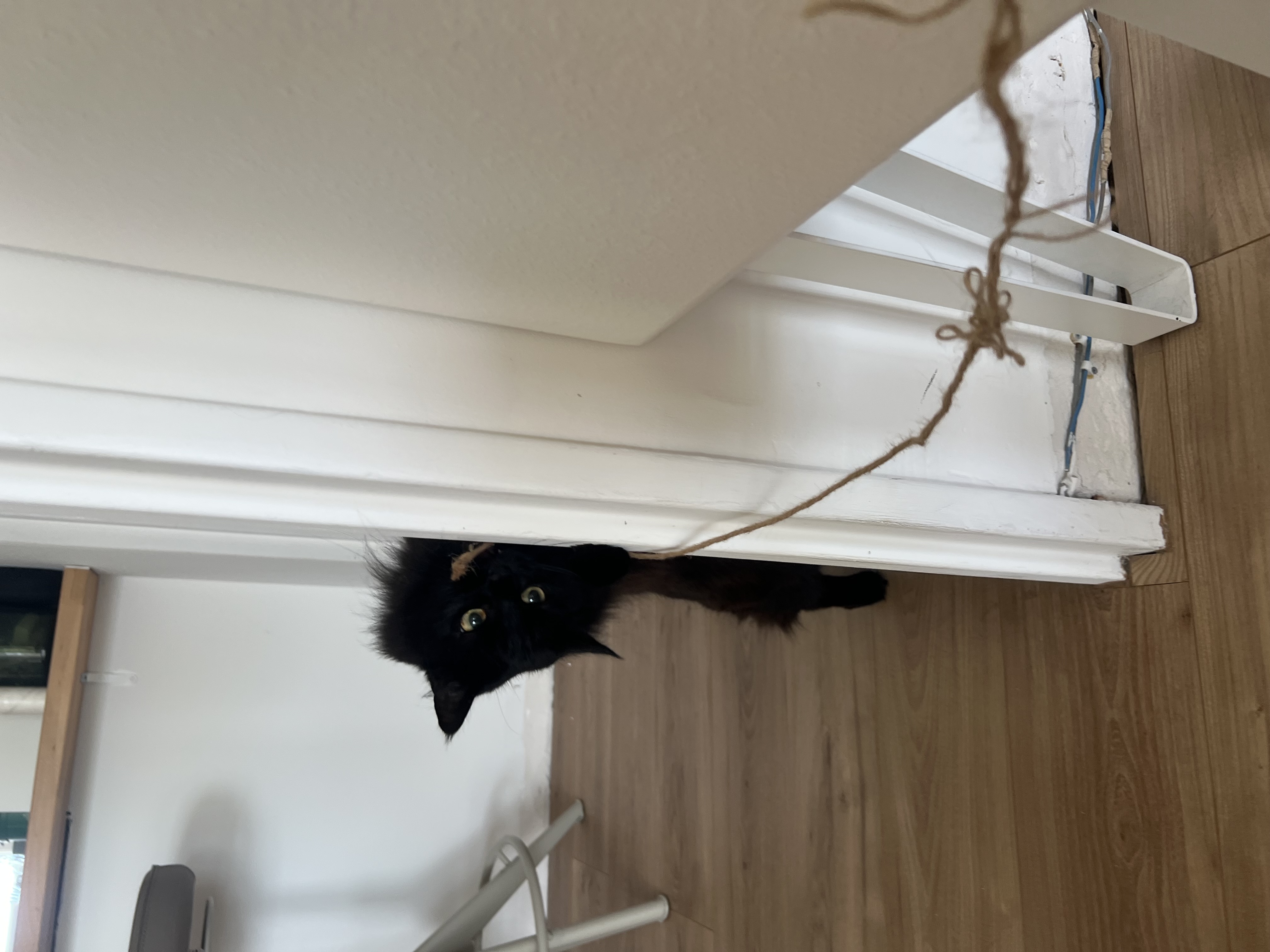 Signes d'un chat heureux