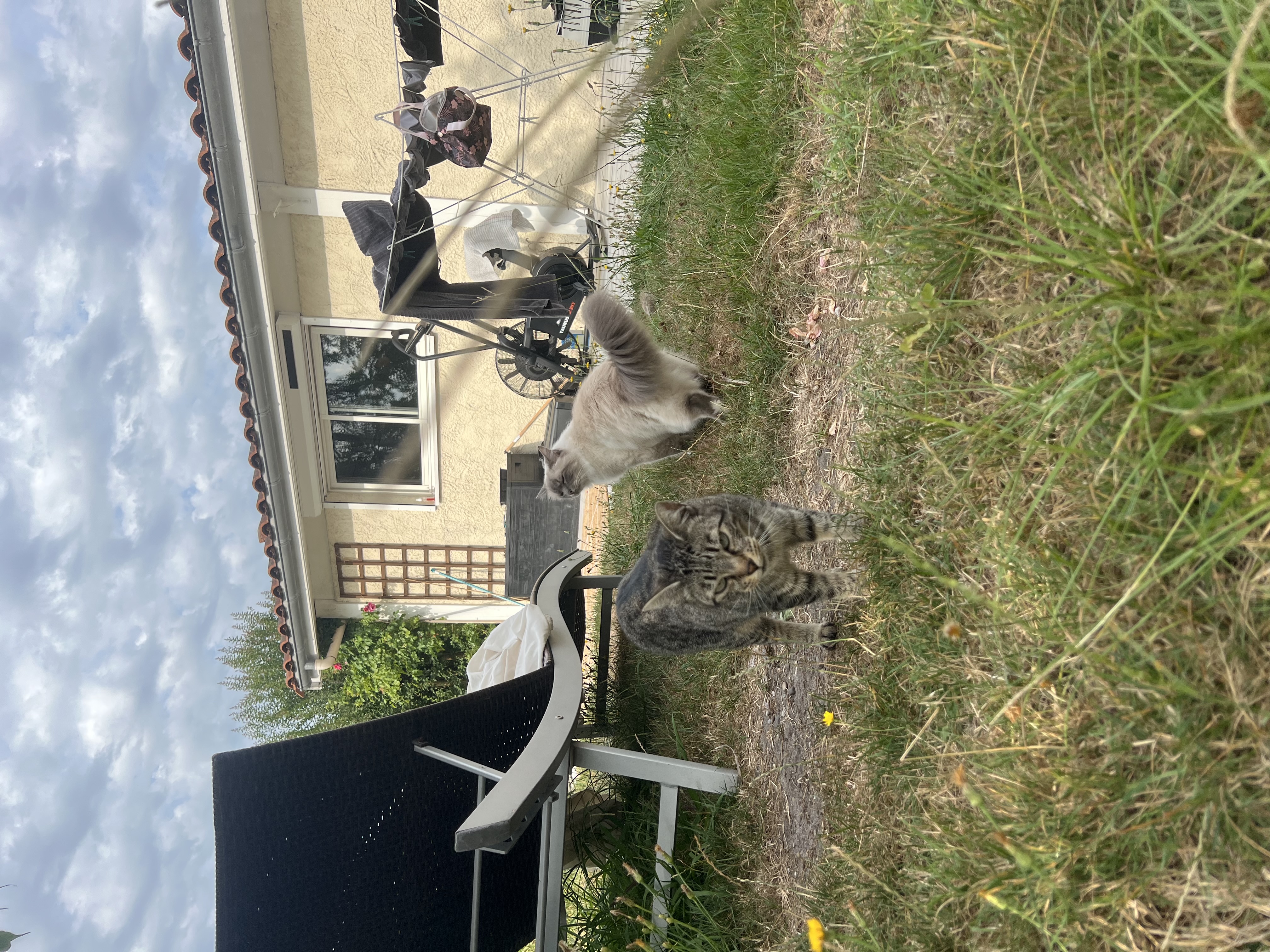 Chat jouant et s'amusant